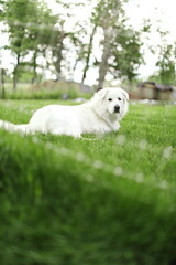 A maremma sheepdog on a small farm in Ontario, Canada.