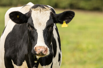 Obraz na płótnie Canvas Close up portrait of the head of a Friesian Cow