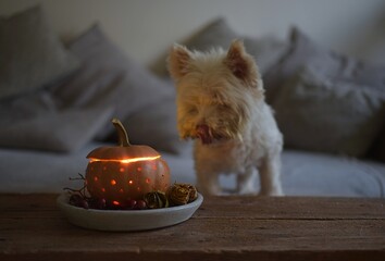 White terrier dog, autumn still life in the living room. Halloween decoration, pumpkin, candle	