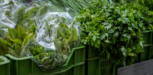 Markt - Kräuter in grünen Körben aus Plastik 