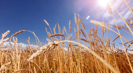 Fototapeta premium Ears of golden wheat field. Beautiful background rural harvest sun light with blue sky, down view