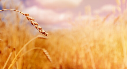 Fototapeta premium Sunlight Macro ripe golden wheat field, Copy space