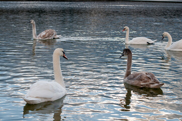 white swans group on the lake swim well under the bright sun