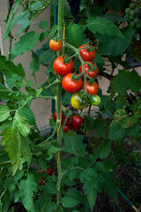 delicious and red tomatoes natural