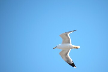 Fototapeta na wymiar Flying Seagull with a Bright Blue Sky 