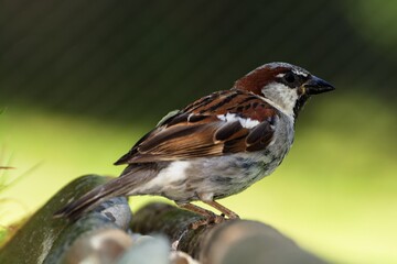  House sparrow stands on a stick. Czechia.