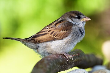 Juvenile house sparrow, male standing on a stick. Czechia.