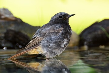 Male black redstart ( Phoenicurus ochruros) standing in the water of a bird watering hole. Czechia.
