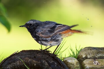 Male black redstart ( Phoenicurus ochruros) stands on a stick and shakes water from its feathers. Czechia. 