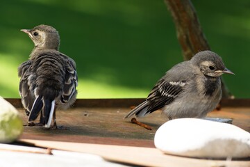 Two young white wagtails on a plate with stones. Czechia. 