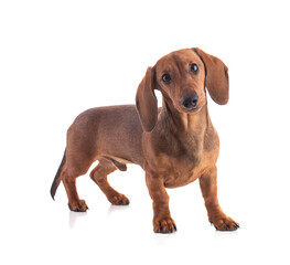 Dachshund, sausage dog, isolated