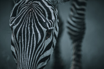 Portrait Zebra, close-up