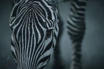 Fotobehang Portret Zebra, close-up © Nathalie