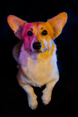 Corgi puppy colour lights