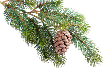 Fir branch with pine cone , transparent background