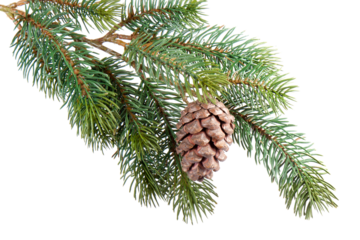 Fir branch with pine cone , transparent background
