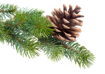 Fir branch with pine cone, transparent background - obrazy, fototapety, plakaty