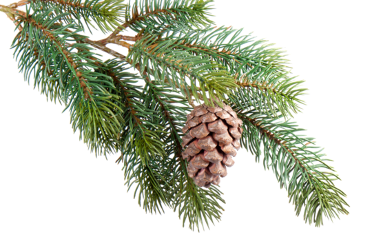 Fir branch with pine cone , transparent background