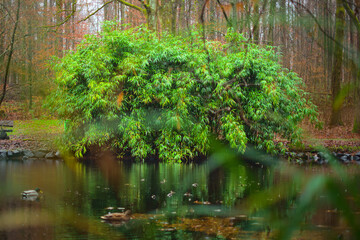 Autumn forest scenery. Reflection of trees on the lake water surface. 