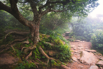 A dreamy landscape of an old tree on a trail at Craggy Gardens Pinnacle Trail in North Carolina in a storybook style.