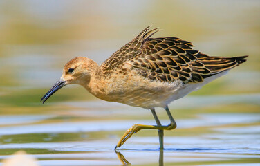 Ruff (Calidris pugnax) is a migratory species. It is a species that breeds in wetlands in the cold regions of Northern Eurasia, and winters in the tropics in the north, especially in Africa.