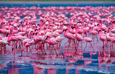 Flamingos in Ngorongoro Crater National Park.Tanzania, Africa. - obrazy, fototapety, plakaty