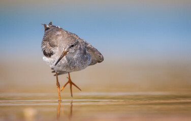 Common Redshank (Tringa totanus) is a migratory bird. It feeds on maggots and mollusks in wetlands in Asia, Europe, America and Africa.