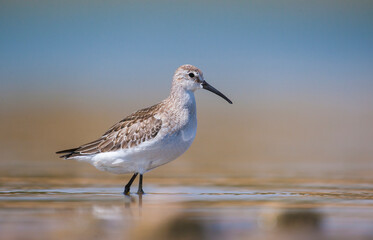 Curlew  Sandpiper (Calidris ferruginea) is It breeds in the plains of the Arctic sea at the north pole. It occurs in the northern parts of Asia, Europe and the Americas. 
