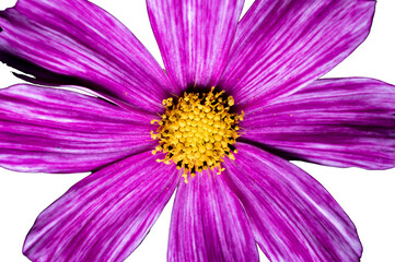 piękny fioletowy kwiat na przezroczystym tle - obrazy, fototapety, plakaty