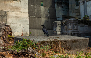 raven in paris cemetery