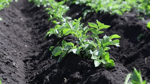 Plants in the garden.Green potato bushes in close-up, planted in rows in a farmer's field.Potato cultivation, harvesting, agriculture.Shoots with green potato leaves in rows