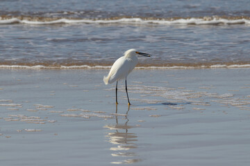Photograph of a Snowy egret. The bird was found on the beach of Atlântida, in Rio Grande do Sul, Brazil.	