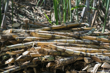 Saccharum officinarum or sugar cane, freshly cut in a heap lying on the ground ready to be moved to the sugar mill to be processed as panela or sugar. agricultural concept