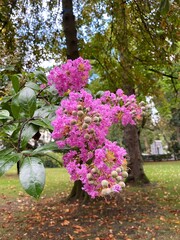 A pink flower (Lagerstroemia indica)