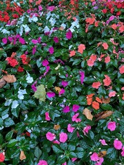 A flower called Impatiens Balsamina
