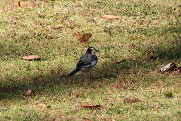 朝、セキレイが散歩していた。