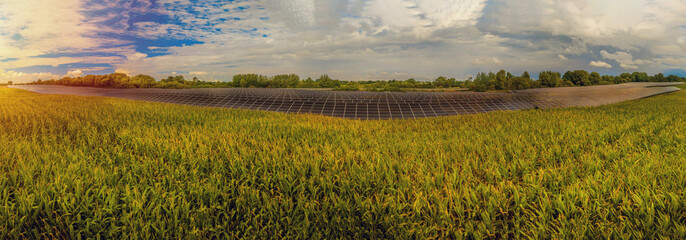 Panorama aerial view of corn field with solar panel. Countryside landscape with maize field and ...