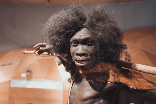 22 July 2022, Neanderthal museum, Germany: Detailed wax figure of a Erectus Turkana Boy hunter from Kenia. Sapiens anthropology science and theory of Evolution