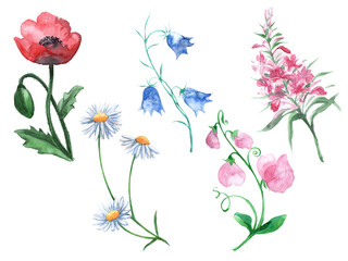 A set of wild flowers hand-drawn in watercolor.