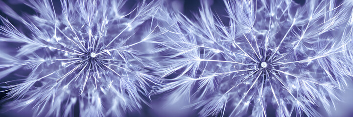 Close up of dandelion spores. Abstract background. Eco wallpaper. Banner size