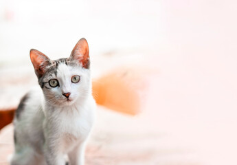 white stray cat on a whiite background