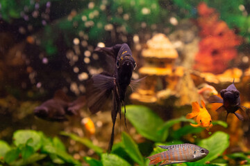 Angelfish (Pterophyllum scalare) in freshwater aquarium
