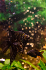 Angelfish (Pterophyllum scalare) in freshwater aquarium