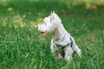 West highland white terrier in green grass.  The dog on a walk in the park.
