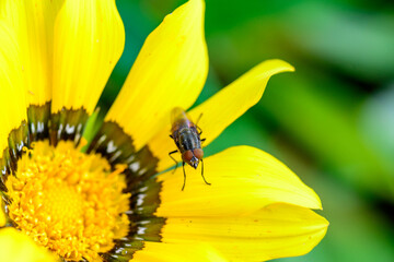 mosca posada en la flor