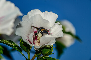 abeja dentro de la flor