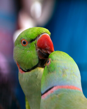 lovely pair of green ringneck parrot or parakeet in close up