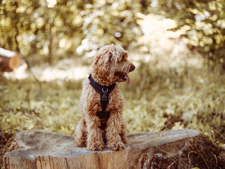 Cavapoo dog wearing black harness sitting steady with tongue out, looking to left side. Female dog with curly fur sitting on the stomp in the woods.