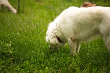 A maremma sheepdog on a small farm in Ontario, Canada.