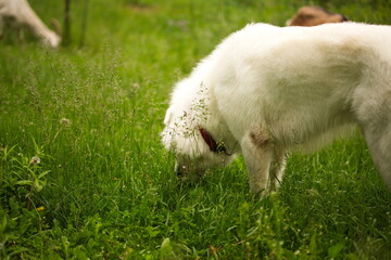 Obraz premium A maremma sheepdog on a small farm in Ontario, Canada.